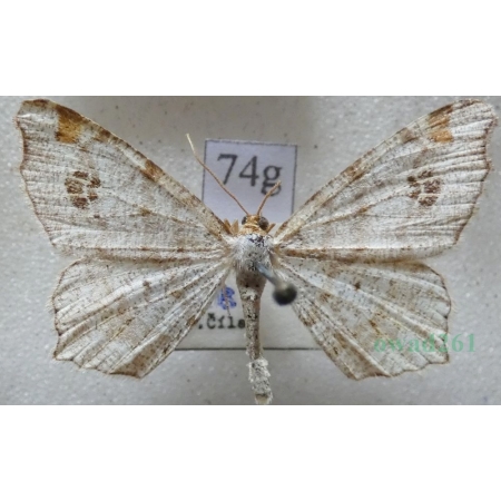 Macaria notata (Linnaeus, 1758) Witalnik dębiak Czech74g